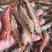 本港鲜活海杂虾剑虾斑点虾