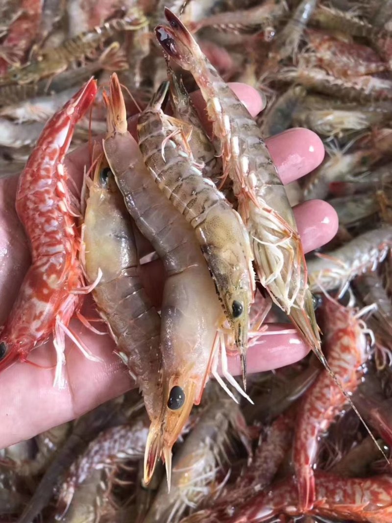 本港鲜活海杂虾剑虾斑点虾