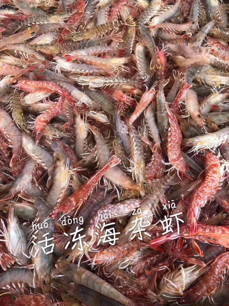 本港鲜活海杂虾剑虾斑点虾