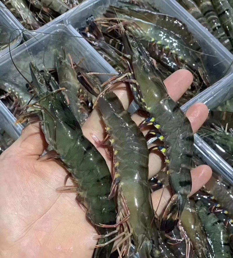 本港鲜活海杂虾剑虾斑点虾