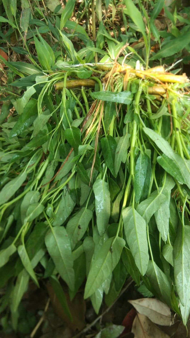空心菜带老杆空心菜苗翁菜种苗