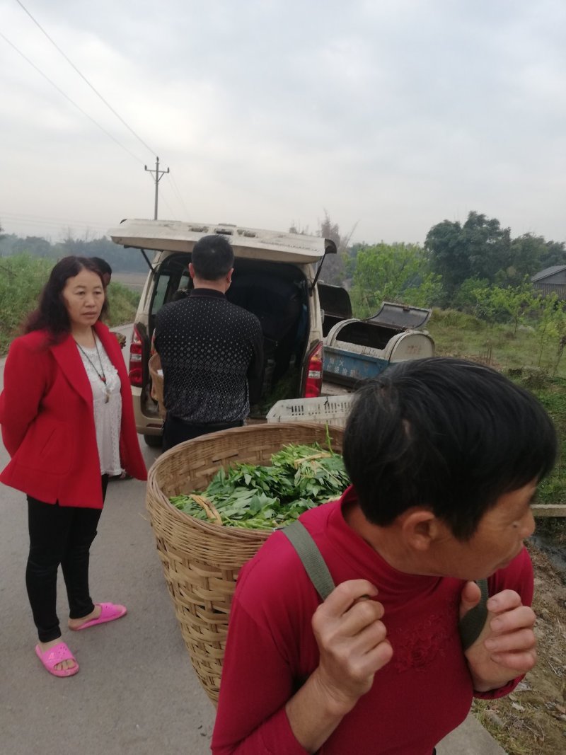 空心菜带老杆空心菜苗翁菜种苗