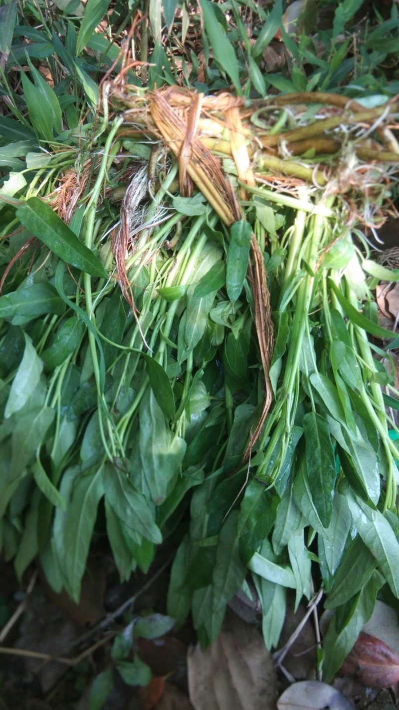 空心菜带老杆空心菜苗翁菜种苗