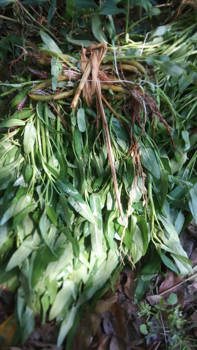 空心菜带老杆空心菜苗翁菜种苗