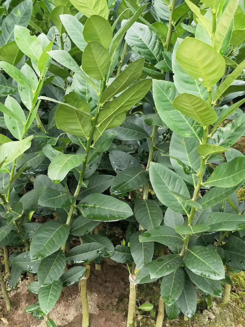 广东香水柠檬苗