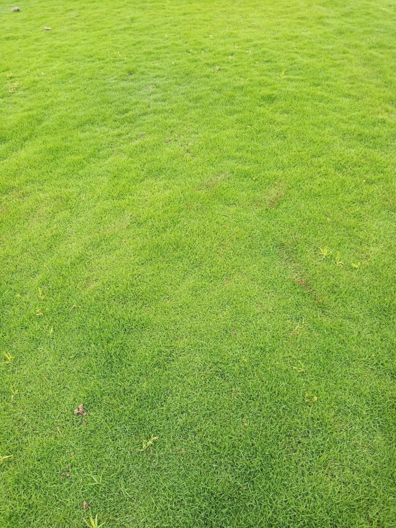 草皮