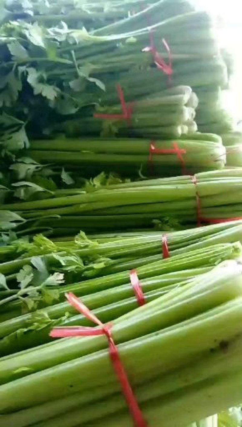 精品西芹大量供应农户自种品质保障欢迎各位老板下单