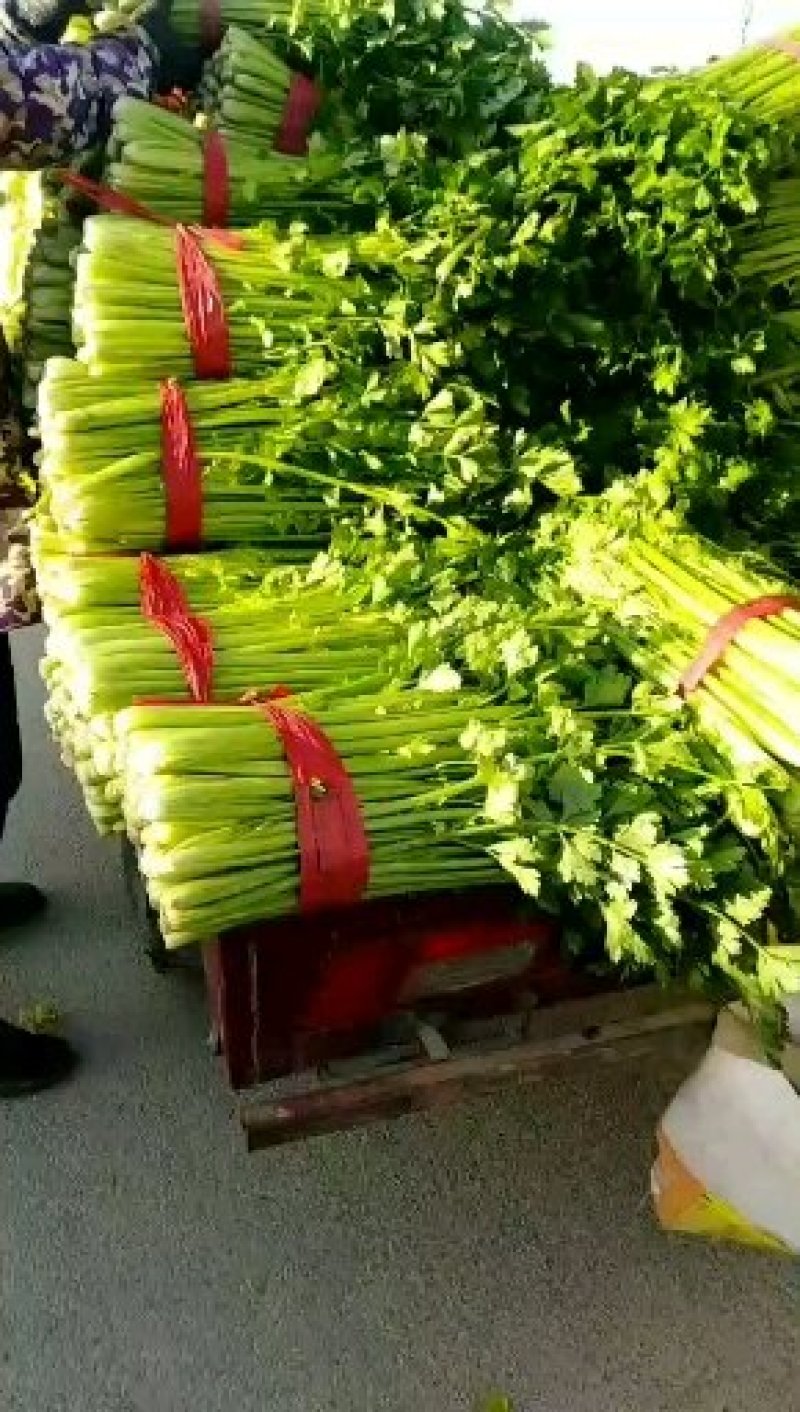 精品西芹大量供应农户自种品质保障欢迎各位老板下单