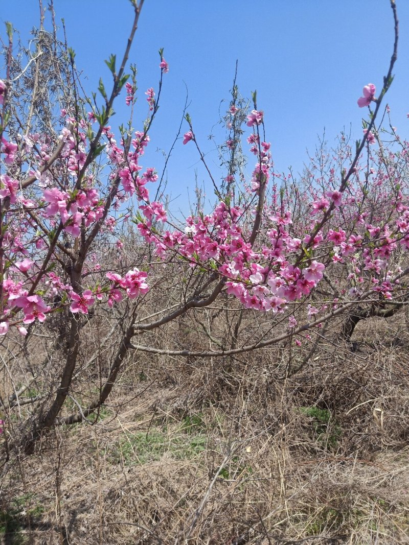 桃树苗嫁接黄桃水蜜桃苗晚熟南北方种植油桃地栽特大包邮当年
