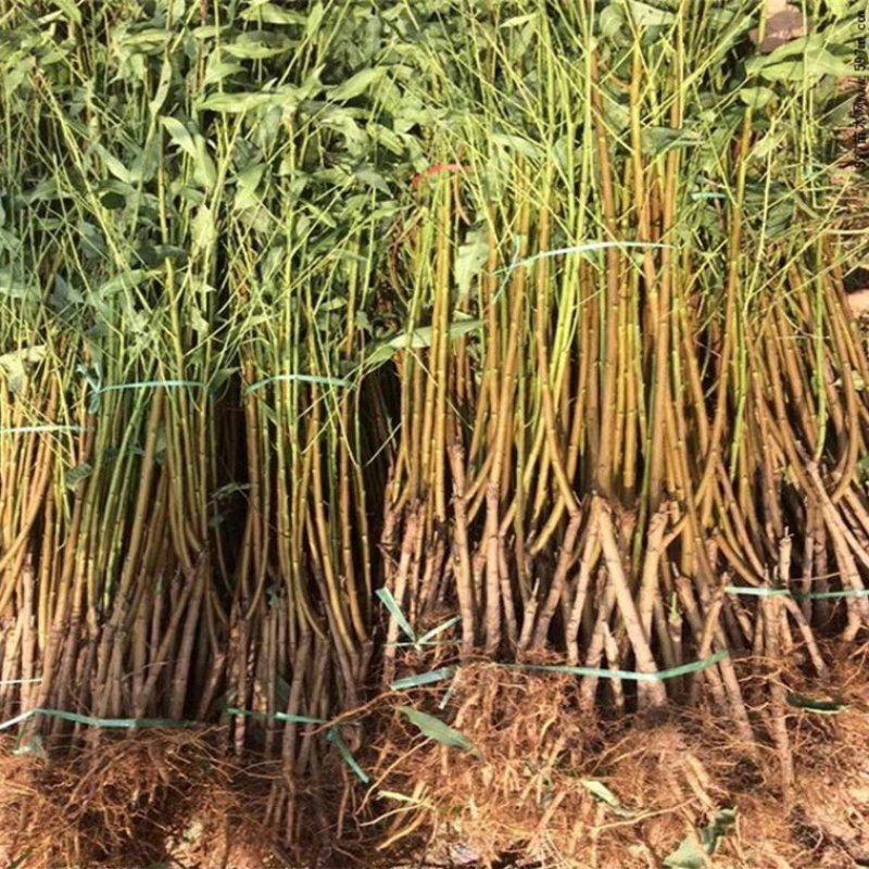 桃树苗嫁接黄桃水蜜桃苗晚熟南北方种植油桃地栽特大包邮当年