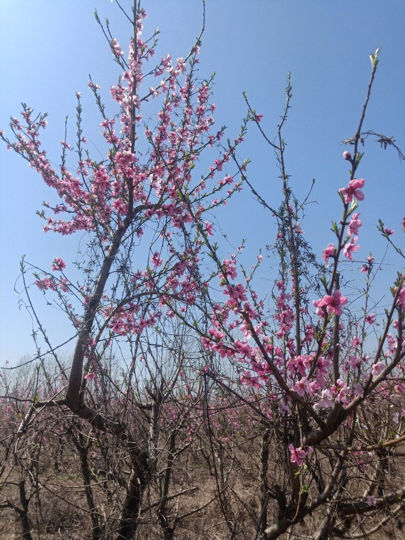 桃树苗嫁接黄桃水蜜桃苗晚熟南北方种植油桃地栽特大包邮当年