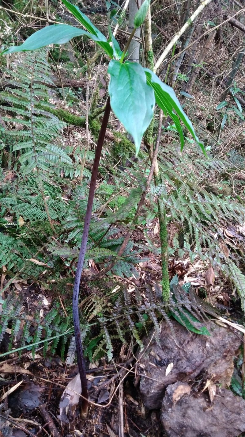 野生重楼七叶一枝花自挖现采