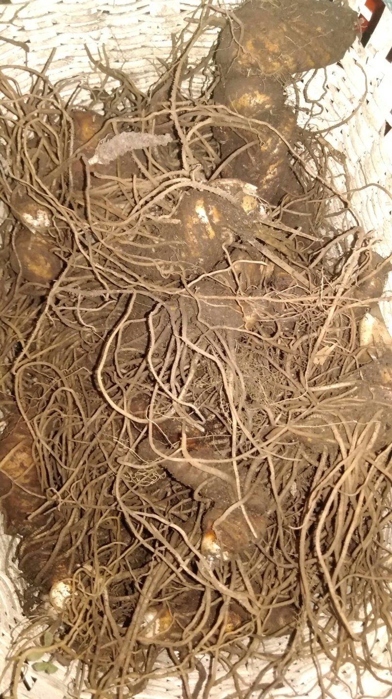 野生重楼七叶一枝花自挖现采