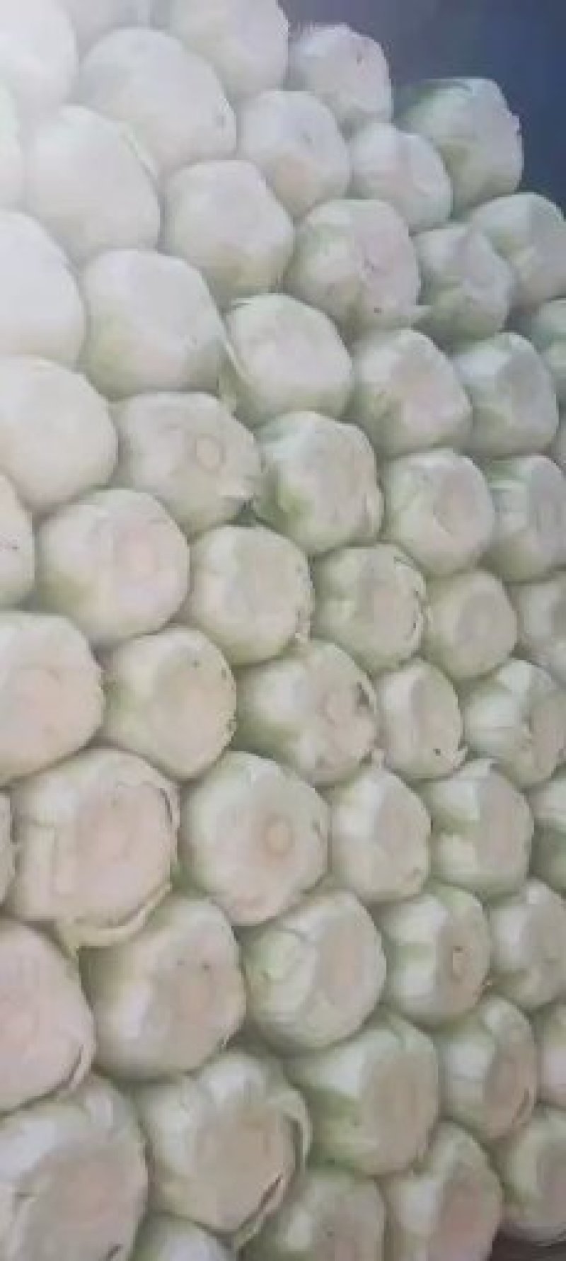 白菜