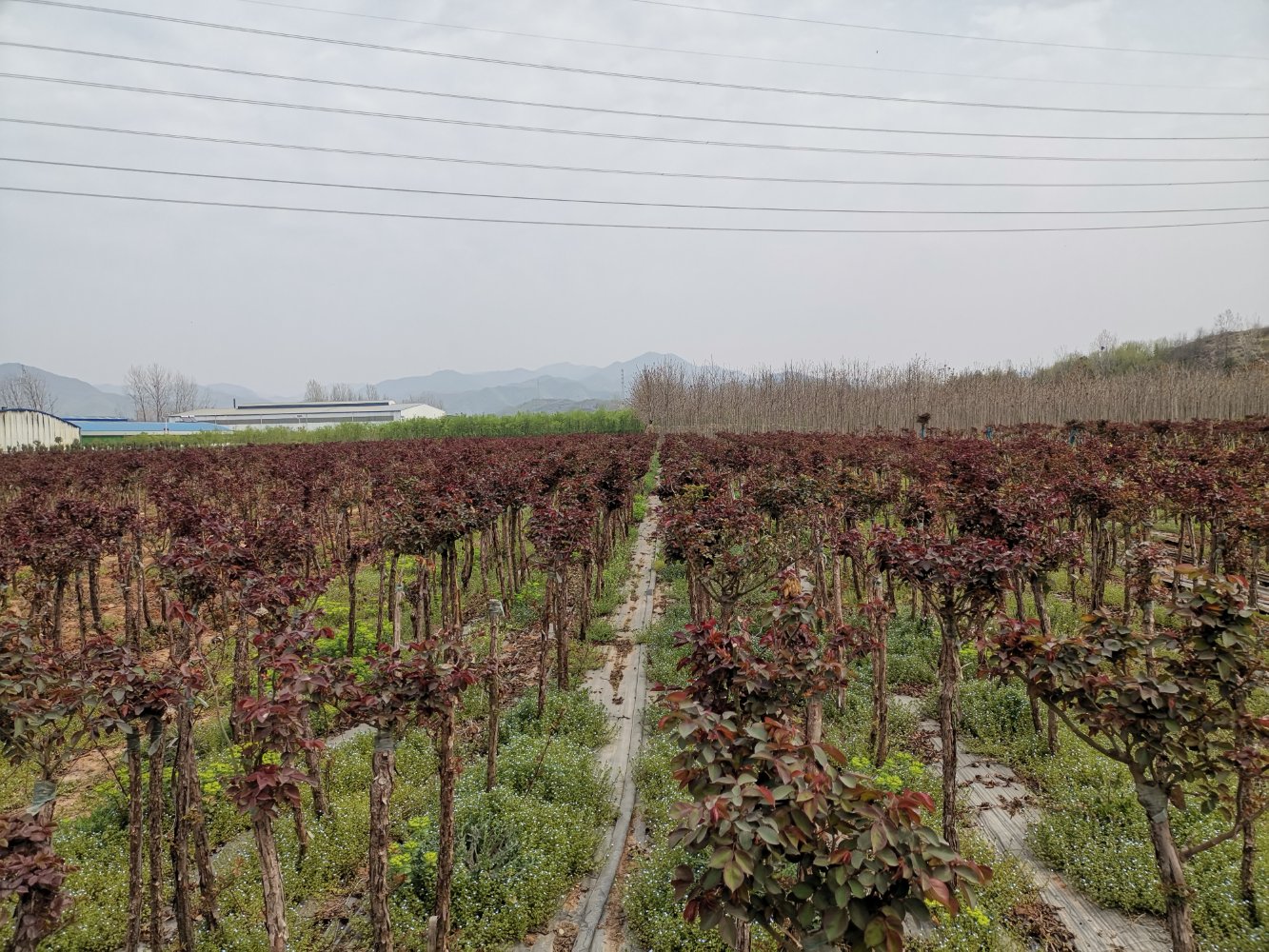 威基伍德月季单株盛开特写