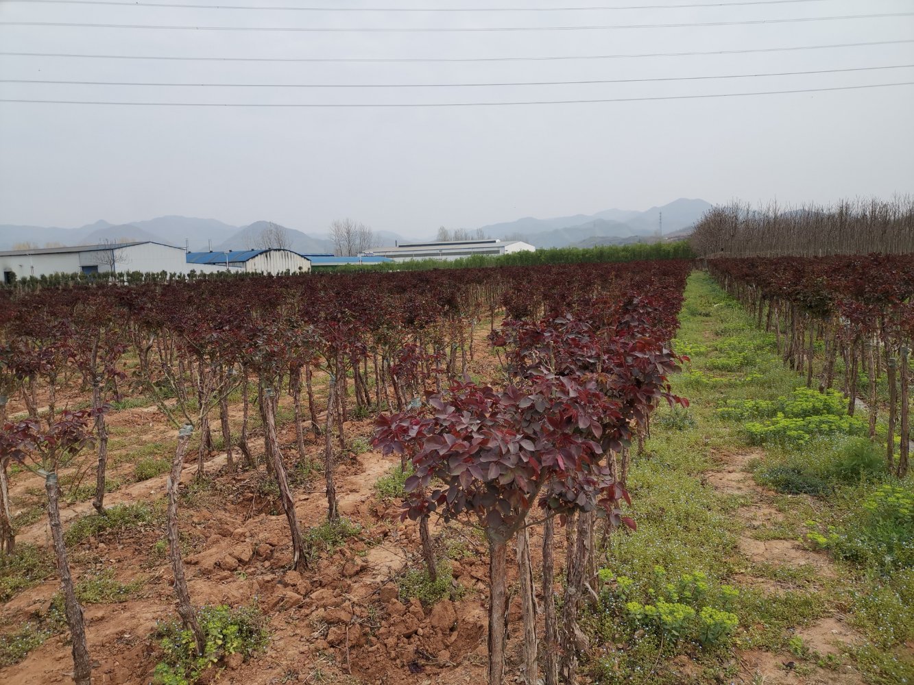 欧洲月季冬季修剪与基肥补充场景