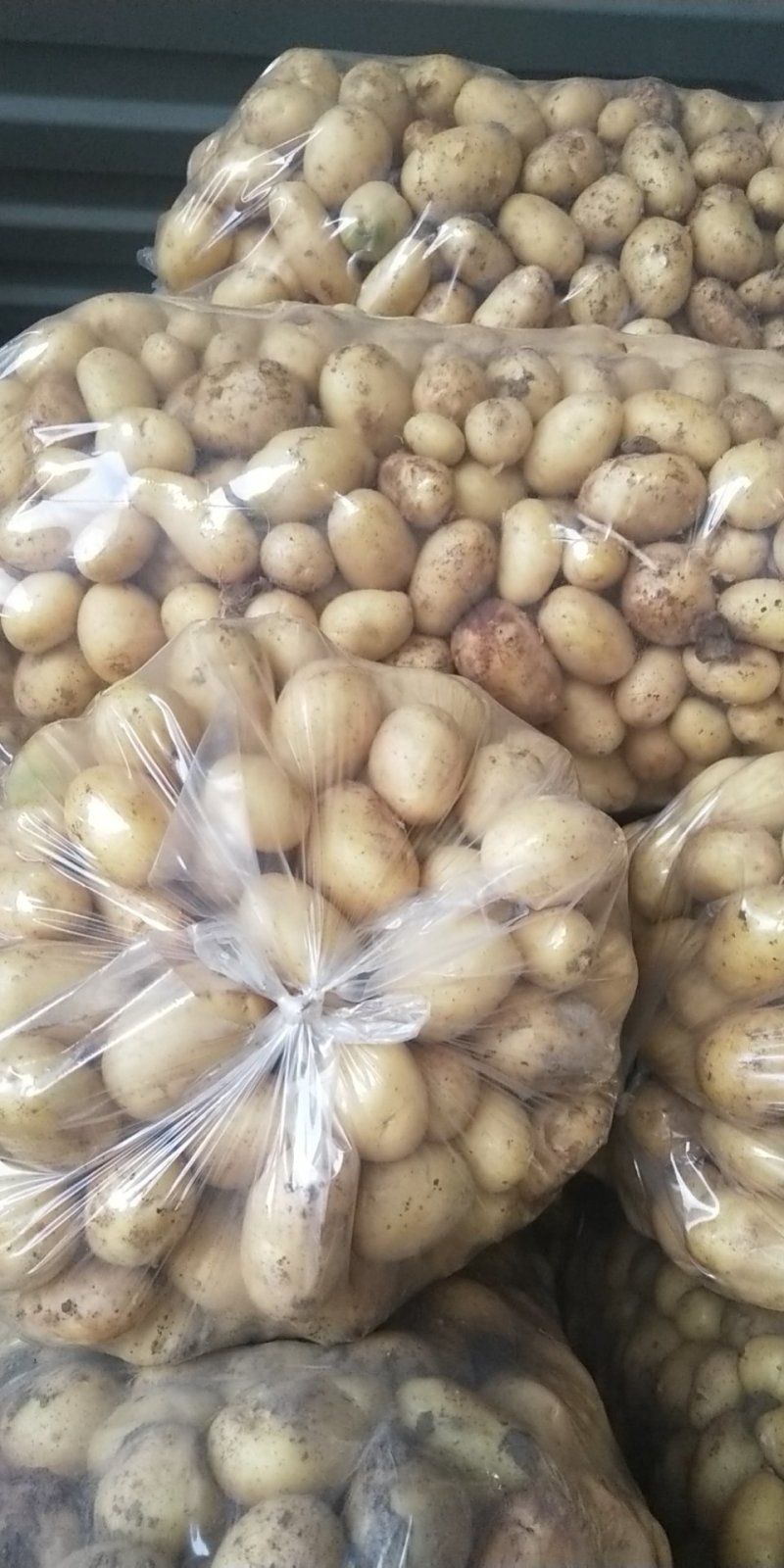 精品小土豆