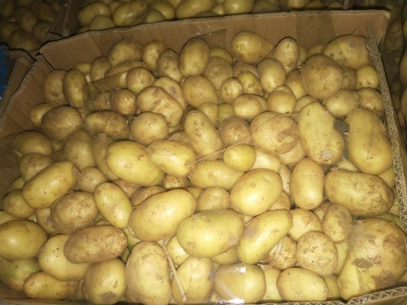 精品小土豆
