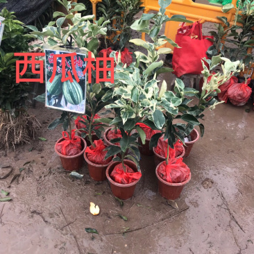 砂糖橘苗