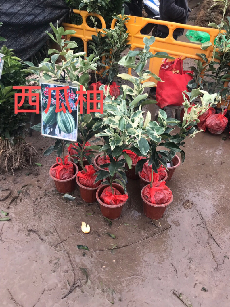 砂糖橘苗