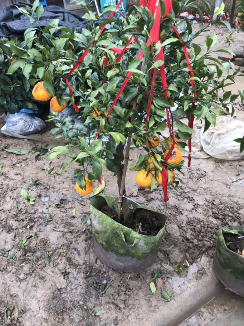砂糖橘苗