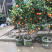 砂糖橘苗