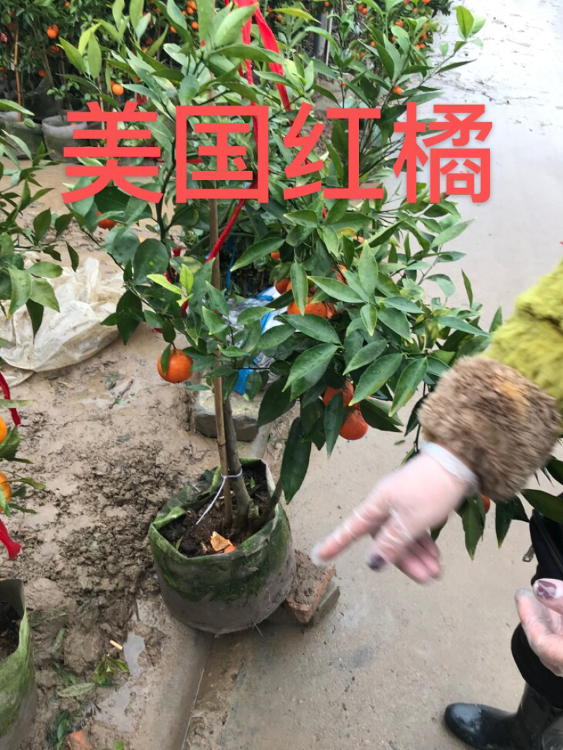 沃柑苗