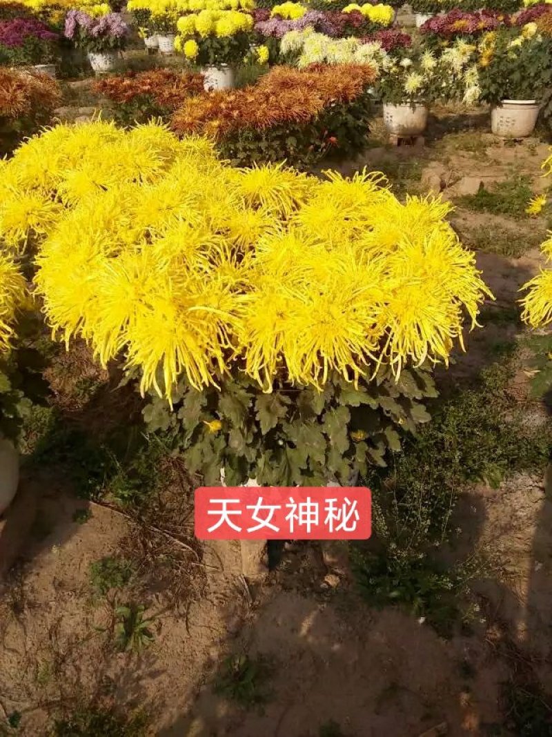 品种全,观赏菊花苗九月菊苗用于园林绿化花海规模化全国发货