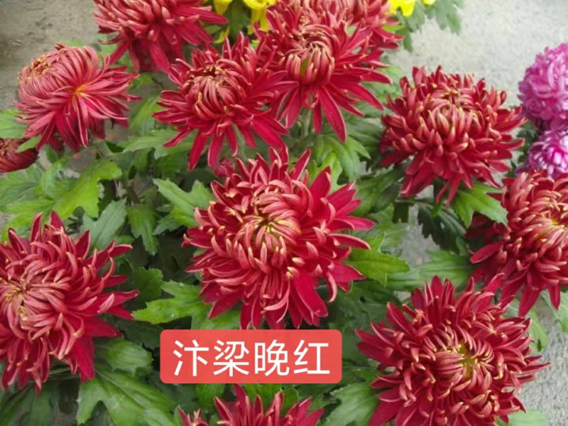 品种全,观赏菊花苗九月菊苗用于园林绿化花海规模化全国发货