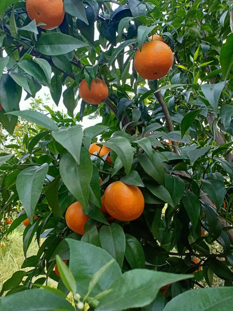 沃柑