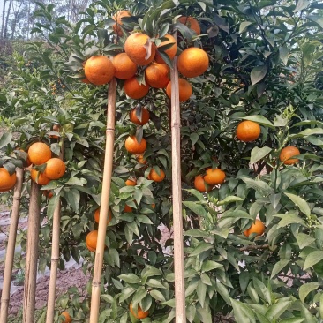 沃柑
