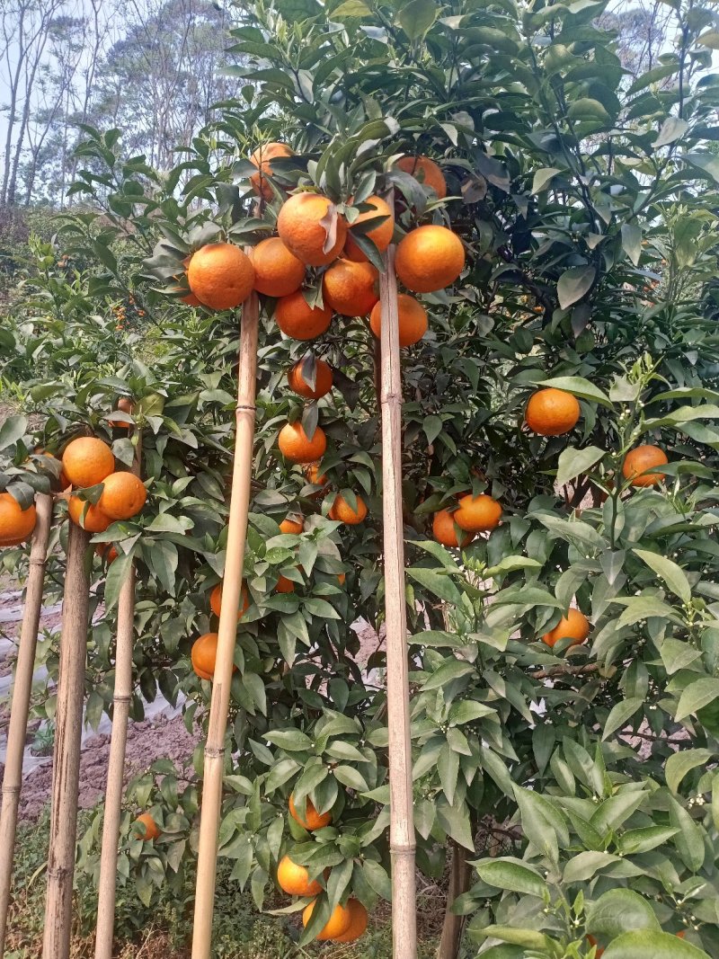 沃柑
