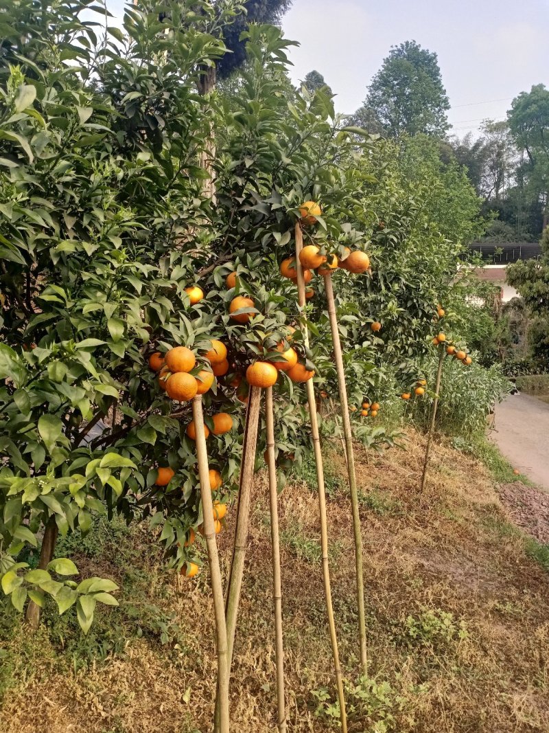 沃柑