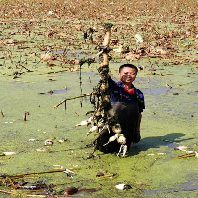 高产食用粉藕苗藕种池塘稻田盆栽荷花莲藕种苗水培植物庭院观