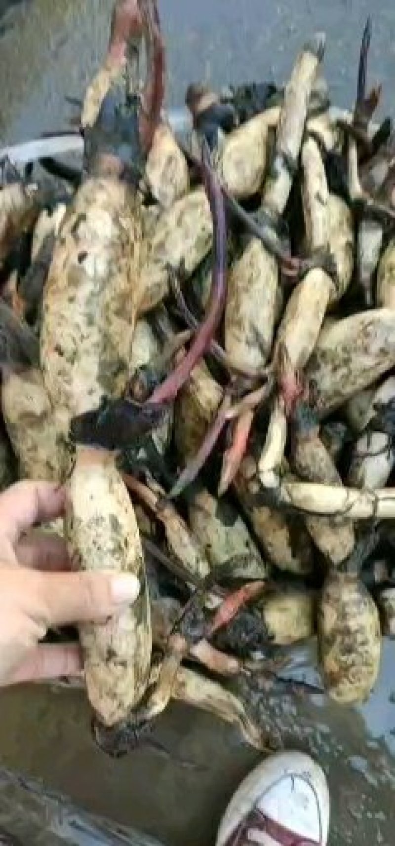 高产食用粉藕苗藕种池塘稻田盆栽荷花莲藕种苗水培植物庭院观
