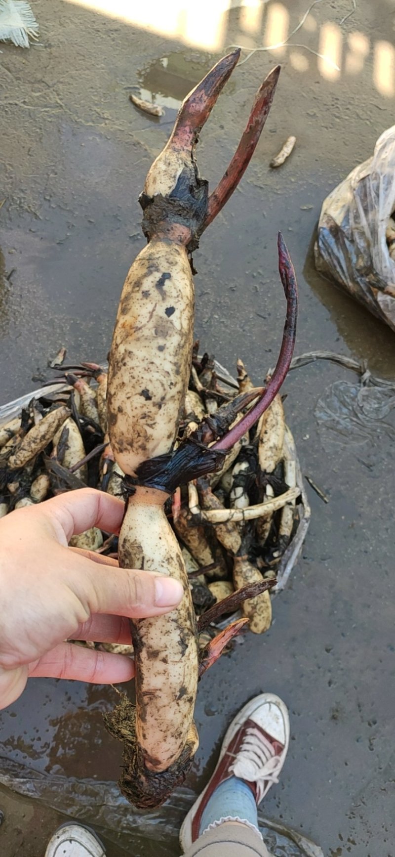 高产食用粉藕苗藕种池塘稻田盆栽荷花莲藕种苗水培植物庭院观