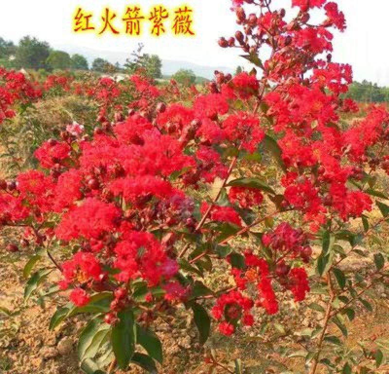园林工程绿化苗木紫薇树苗百日红紫薇大红花紫薇红火箭紫薇