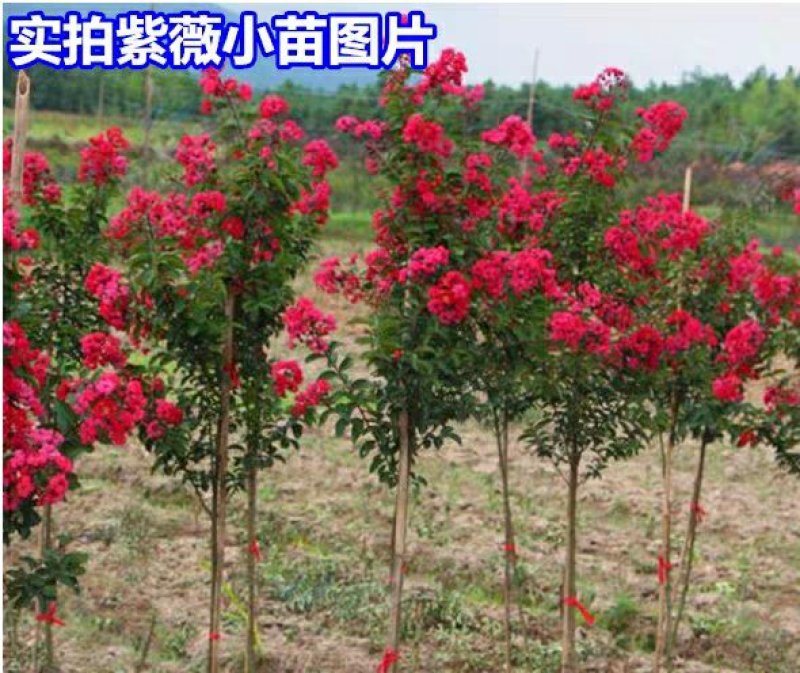 园林工程绿化苗木紫薇树苗百日红紫薇大红花紫薇红火箭紫薇
