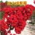 园林工程绿化苗木紫薇树苗百日红紫薇大红花紫薇红火箭紫薇