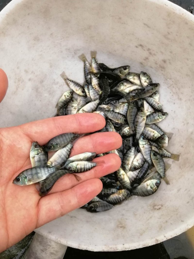 罗飞鱼苗非洲鲫鱼福寿鱼苗淡水大量养殖