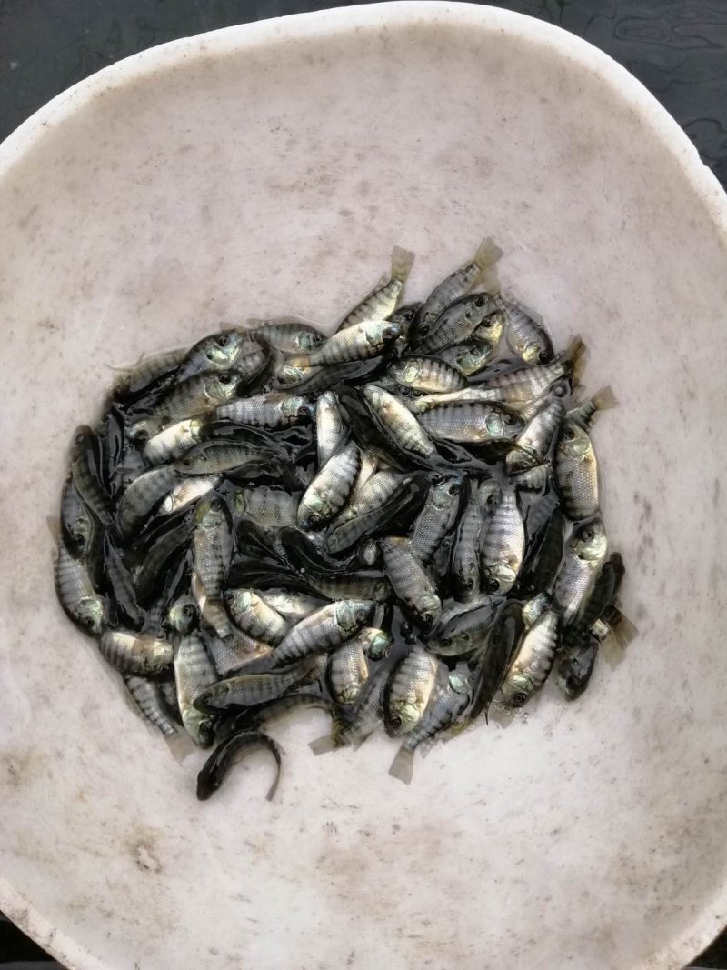 罗飞鱼苗非洲鲫鱼福寿鱼苗淡水大量养殖