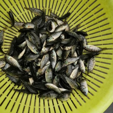 罗飞鱼苗非洲鲫鱼福寿鱼苗淡水大量养殖
