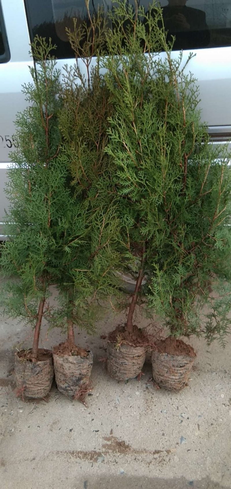 出售各种占地优质薄皮核桃苗