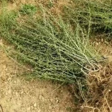 对节白蜡苗木一手货源