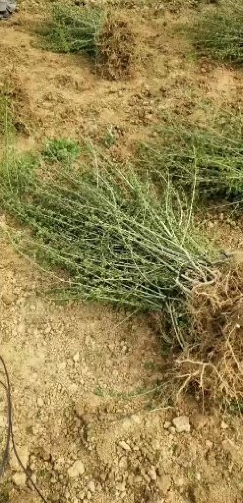 对节白蜡苗木一手货源