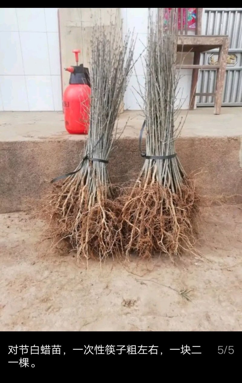 对节白蜡苗木一手货源