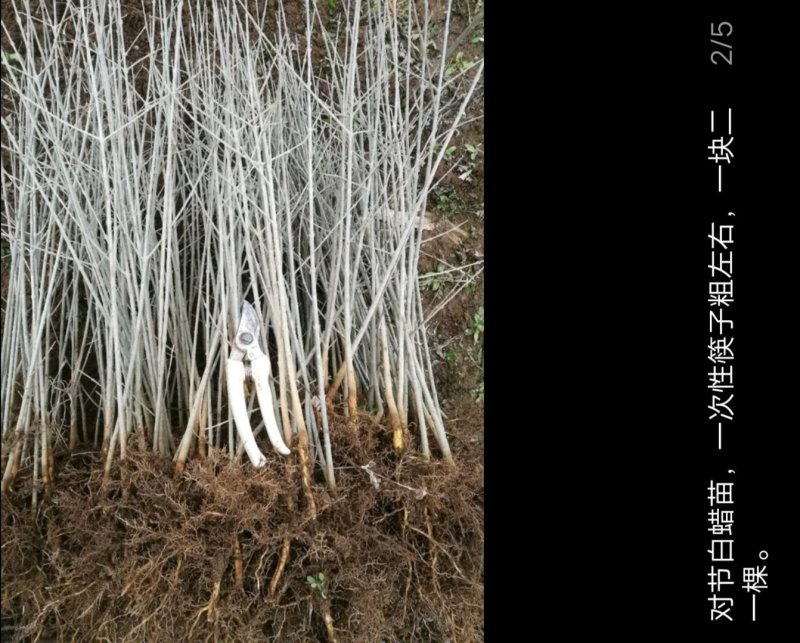 对节白蜡苗木一手货源