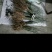 对节白蜡苗木一手货源