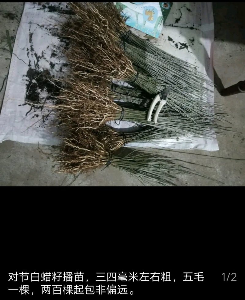 对节白蜡苗木一手货源