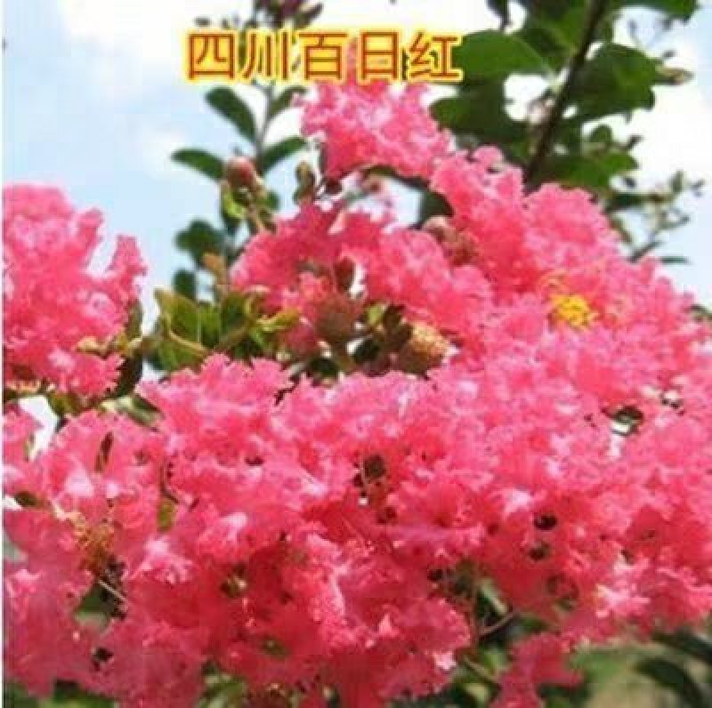 园林工程绿化苗木紫薇树苗百日红紫薇大红花紫薇红火箭紫薇